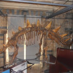 dinosaur-skeleton-natural-history-museum